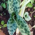 Ledebouria kirkii List