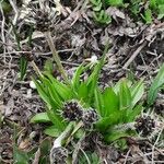 Plantago atrata Habit