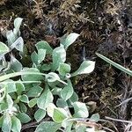 Antennaria neglecta ᱥᱟᱠᱟᱢ