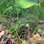 Ranunculus cassubicus Frunză