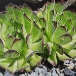 Sempervivum grandiflorum Fuelha