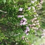 Calluna vulgarisBlüte