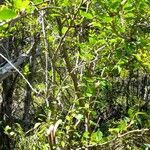 Schinus patagonica Συνήθη χαρακτηριστικά