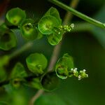 Acalypha indica 花