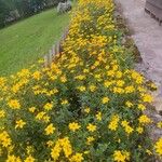 Bidens bipinnataFlower