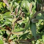 Oenothera stricta Blatt