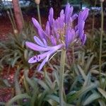 Agapanthus praecox 花