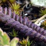 Pedicularis oederi Levél