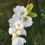 Exochorda racemosa Květ
