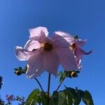 Dahlia imperialis Kvet