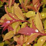 Spiraea japonica Leaf