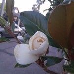Magnolia virginiana Blad