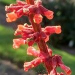 Salvia confertiflora Flower