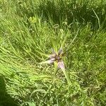 Tragopogon angustifolius Kvet