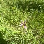 Tragopogon angustifolius 花