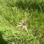 Tragopogon angustifolius Flower