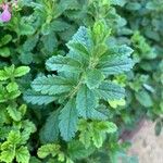 Teucrium chamaedrys Leaf