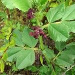 Vicia serratifolia Hostoa