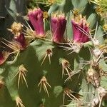 Opuntia aciculata Folio