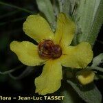 Verbascum × incanum Blomma