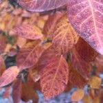 Cotinus coggygria পাতা