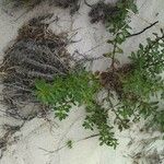 Scrophularia frutescens 整株植物
