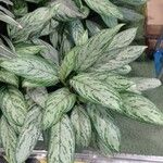 Aglaonema commutatum Altro