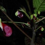 Impatiens niamniamensis Flower