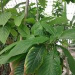 Aphelandra sinclairiana Leaf