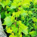 Vitis riparia Ліст