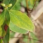 Hypericum hircinum Fuelha