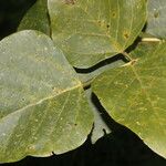 Erythrina globocalyx Lapas