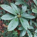 Rhododendron canadense Hoja