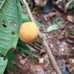 Mortoniodendron cauliflorum Plod