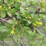 Jasminum fruticans Hoja