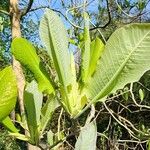 Magnolia macrophylla Leaf