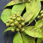 Dendropanax caucanus Other