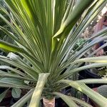 Dracaena arborea Hoja