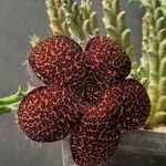 Edithcolea grandis List