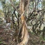 Adenocarpus decorticans Bark