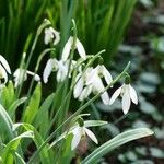 Galanthus nivalis Habit