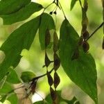 Arthroclianthus angustifolius Fruit