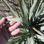 Yucca pallida Hoja