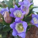 Gentiana scabra Květ