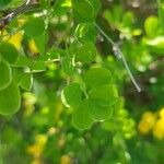 Hippocrepis emerus Leaf