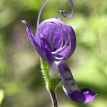 Trichostema dichotomum Kvet