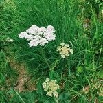 Heracleum sphondyliumFlower