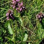 Stachys officinalis Характер