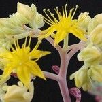 Sedum pachyphyllum പുഷ്പം