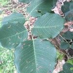 Pterocarpus rotundifolius Leaf